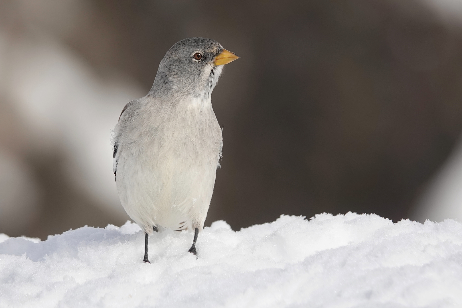 Schneesperling