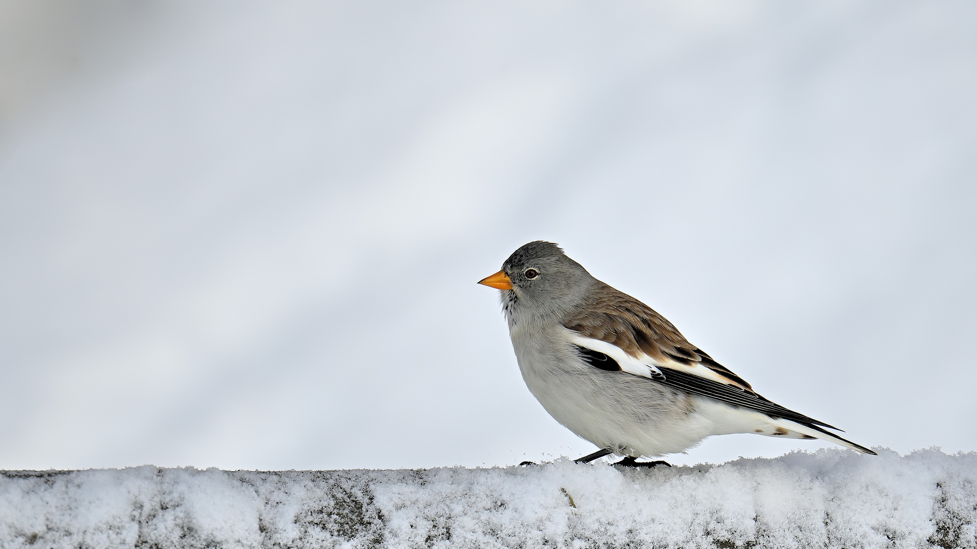 Schneesperling