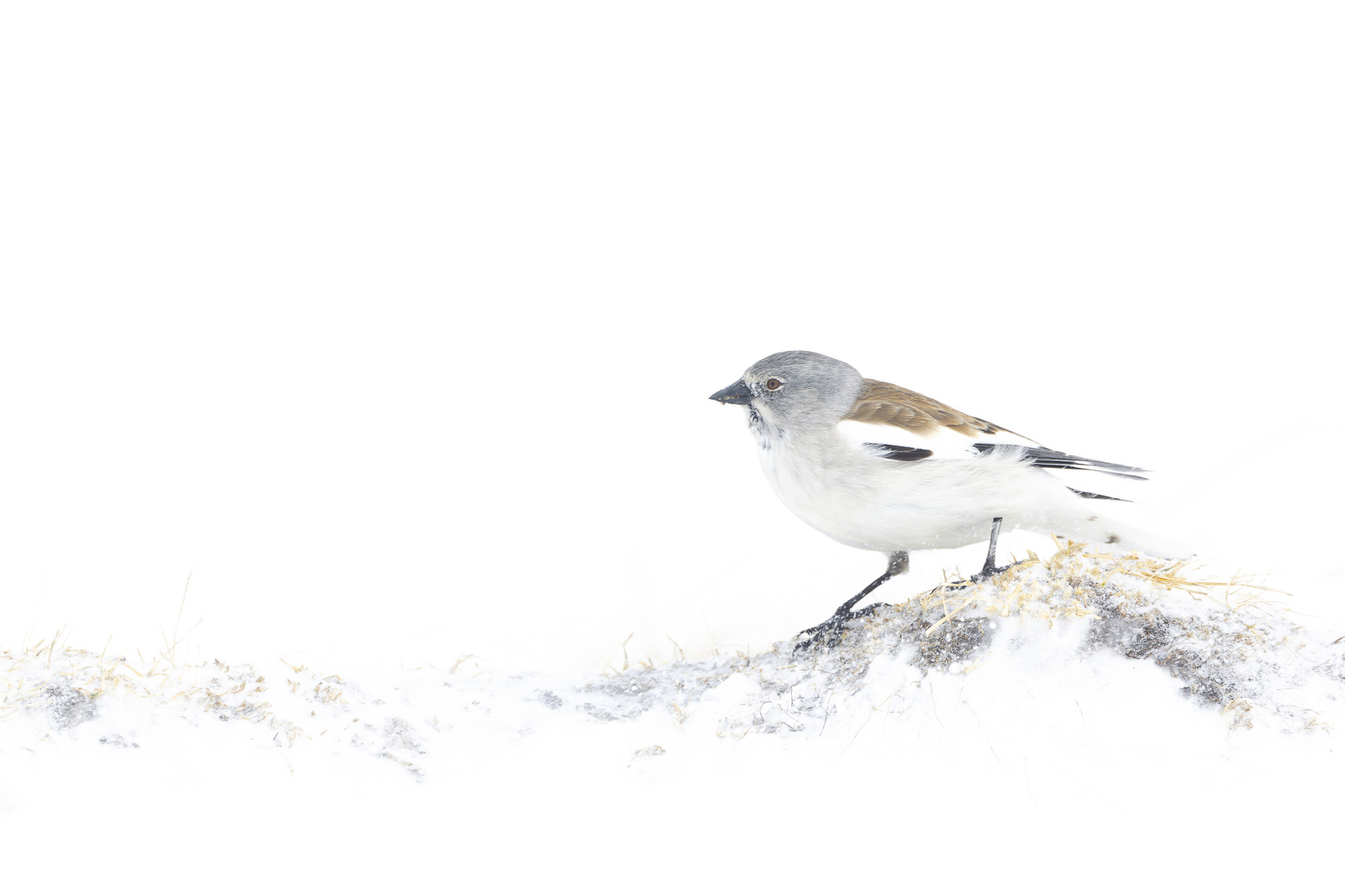 Schneesperling im Schneesturm 