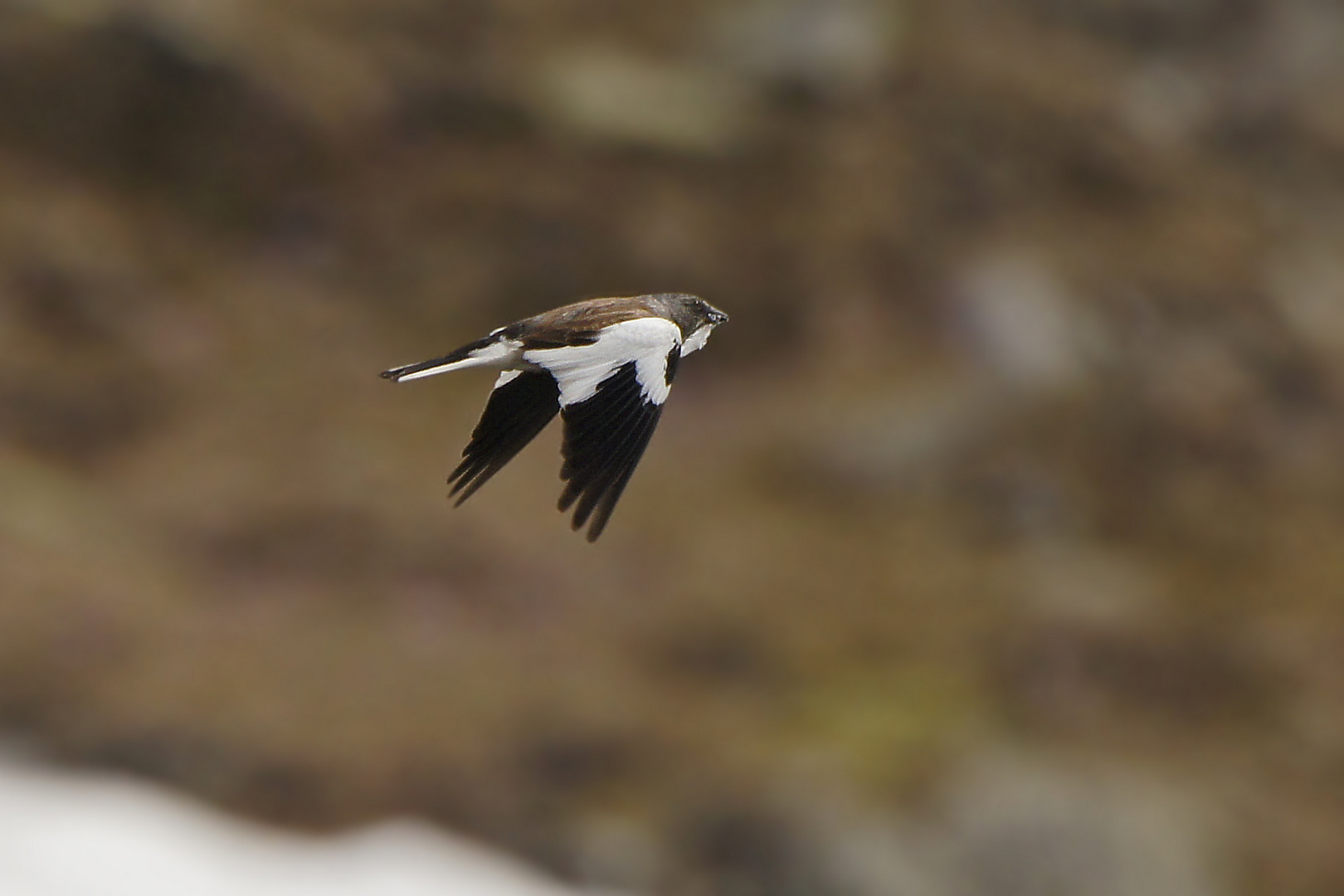 Schneesperling (Montifringilla nivalis)