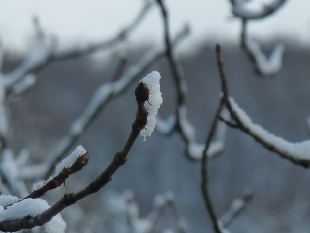 Schneespitze - Erster Schnee im bergischen Land