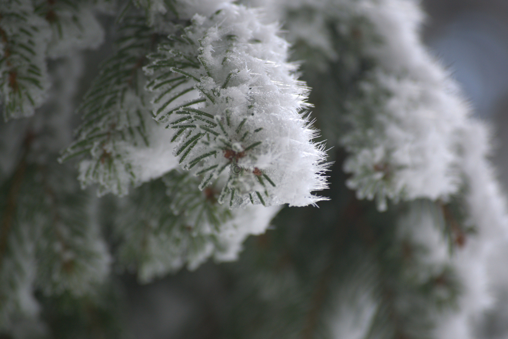 Schneespitzen