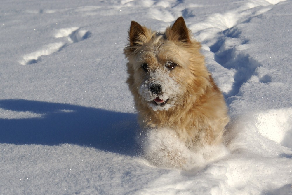 Schneespringer