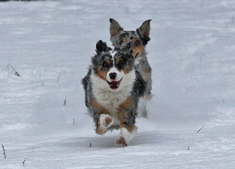 - Schneesprint -