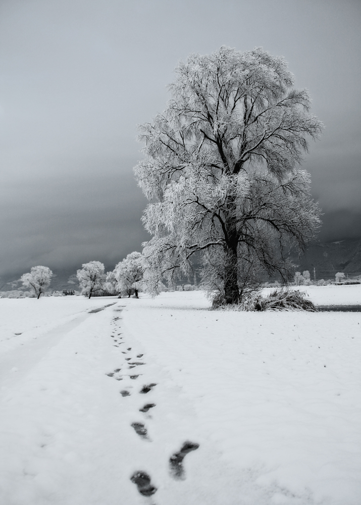 SchneeSpur