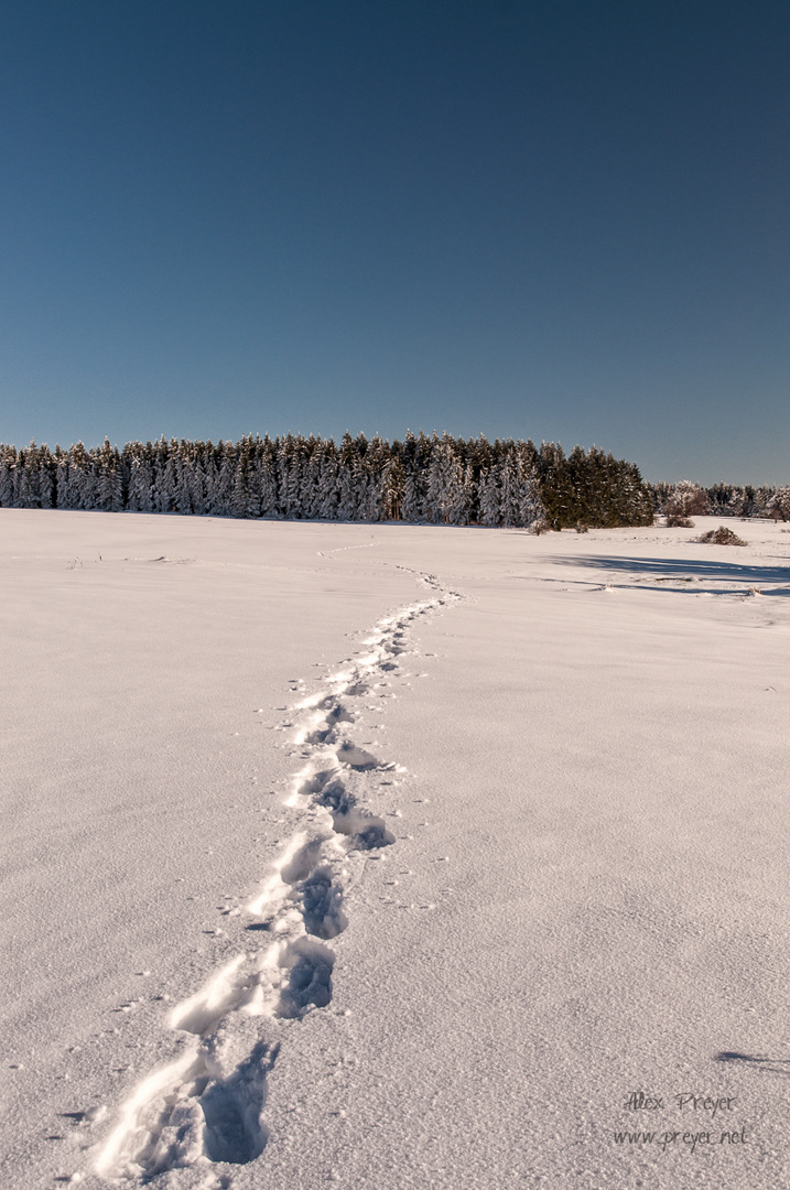 Schneespuren in der Rhön