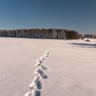 Schneespuren in der Rhön