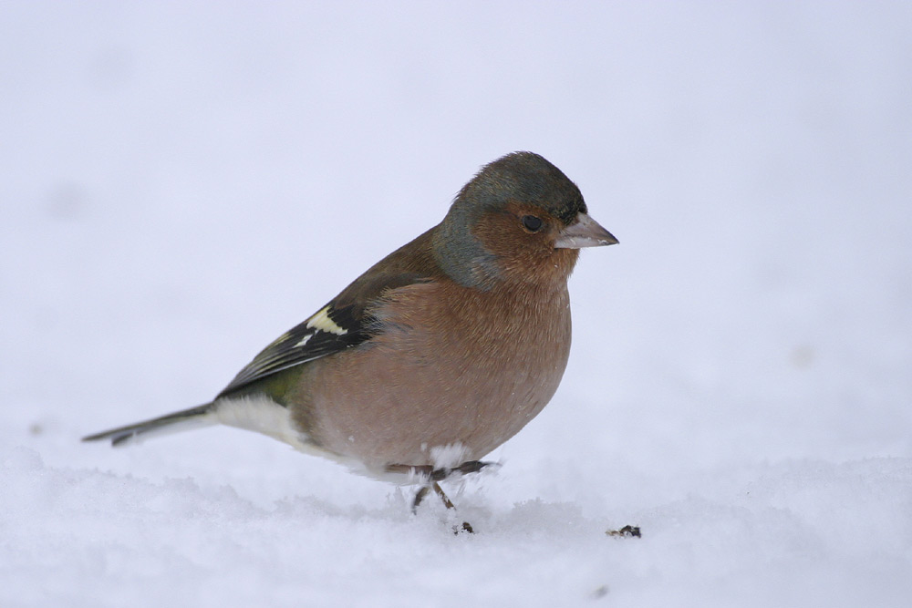 Schneestapfer