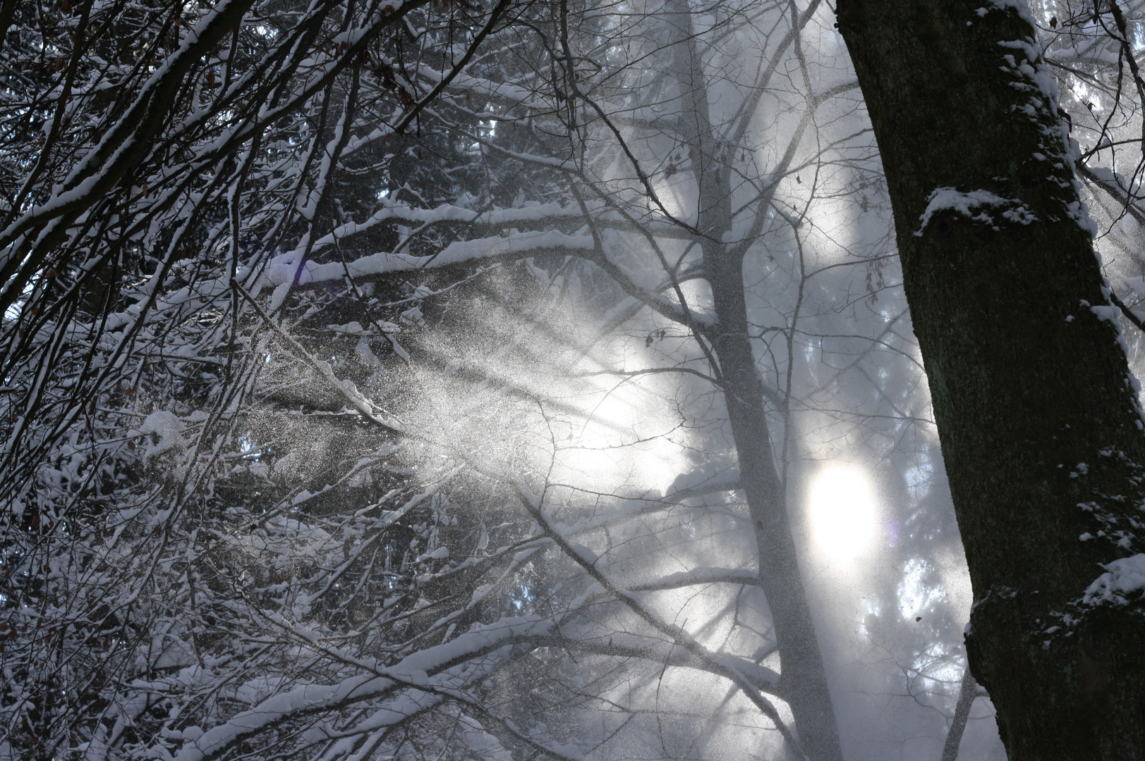 Schneestaub im Wald