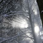 Schneestaub im Wald