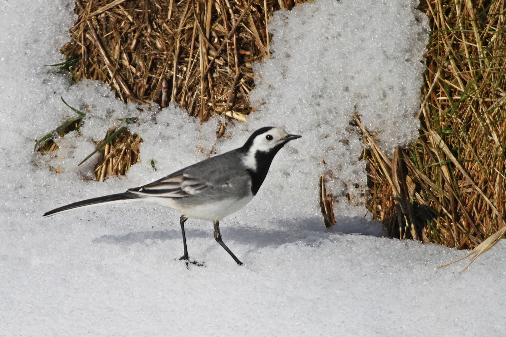 Schneestelze