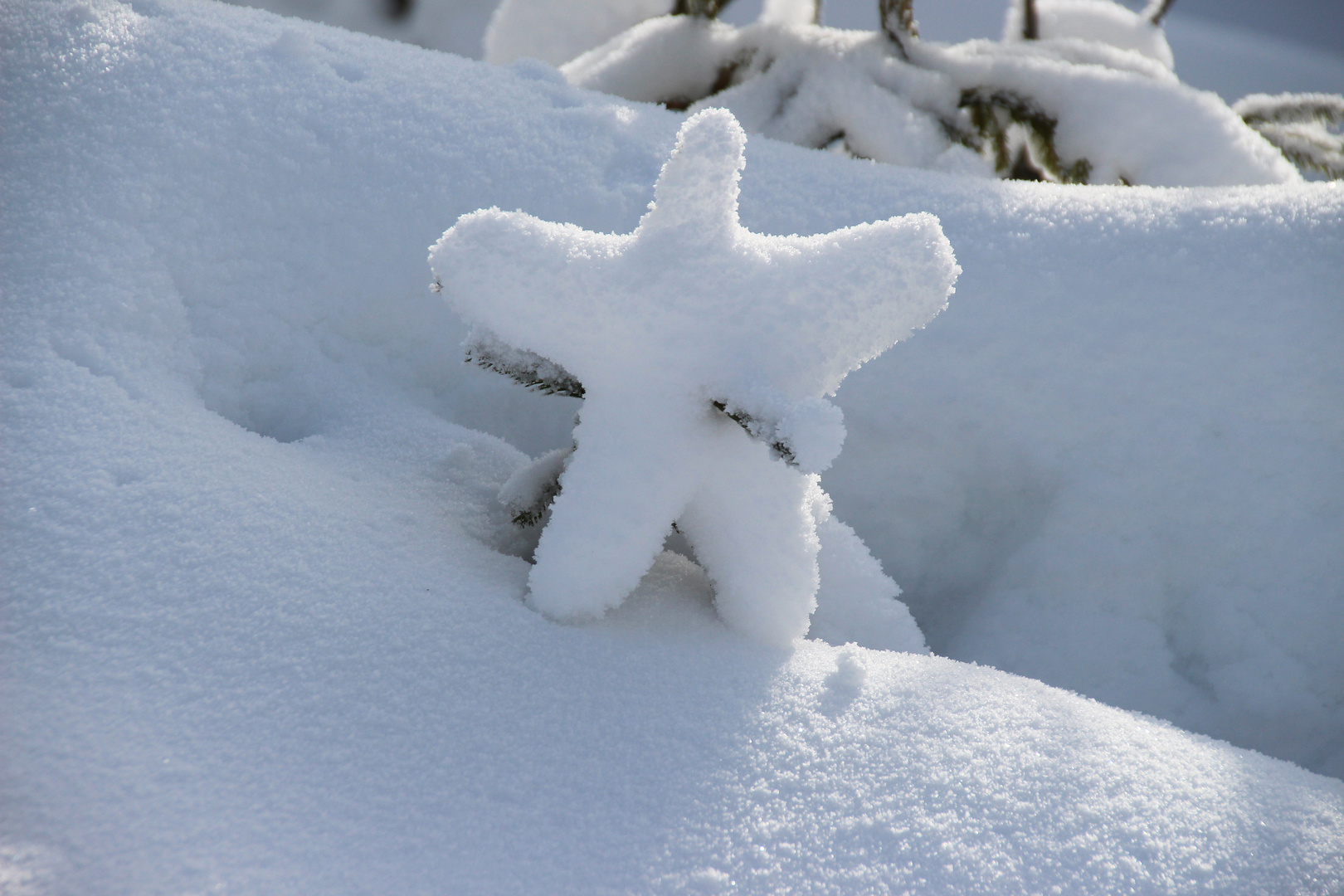 Schneestern