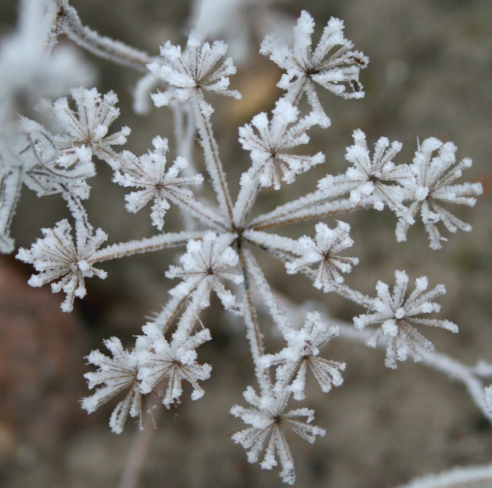 Schneestern.... Foto & Bild | jahreszeiten, winter, natur Bilder auf