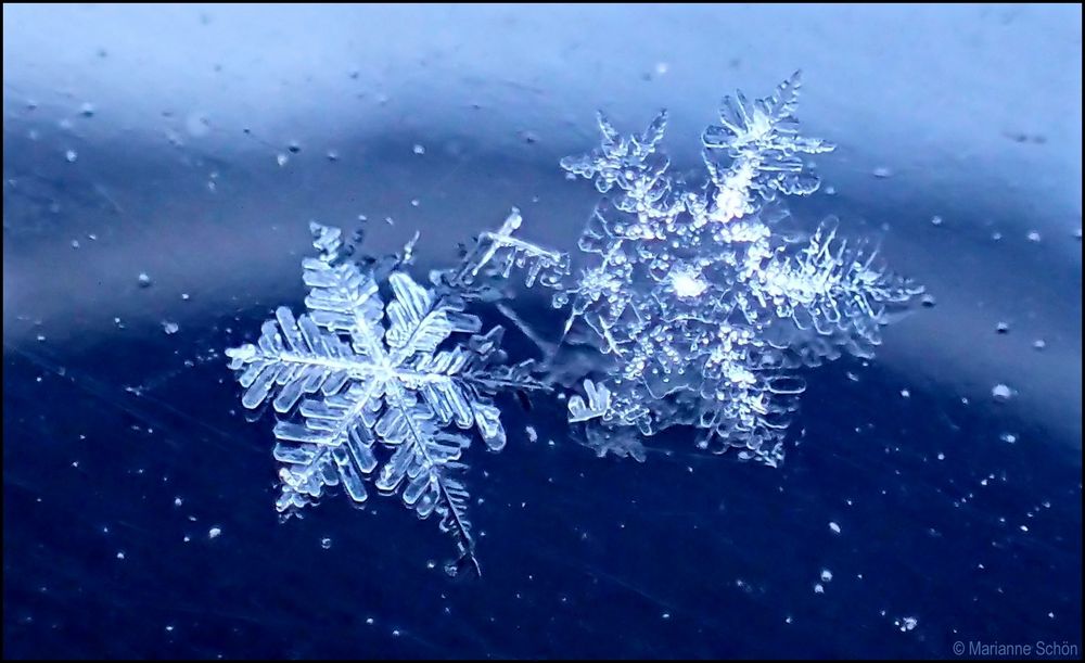 Schneesterne... Foto & Bild januar, winter, schnee Bilder auf