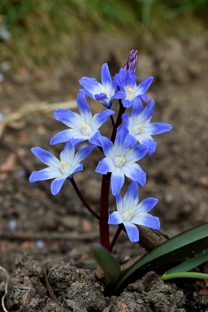 Schneestolz ( Chionodoxa)