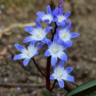 Schneestolz ( Chionodoxa)