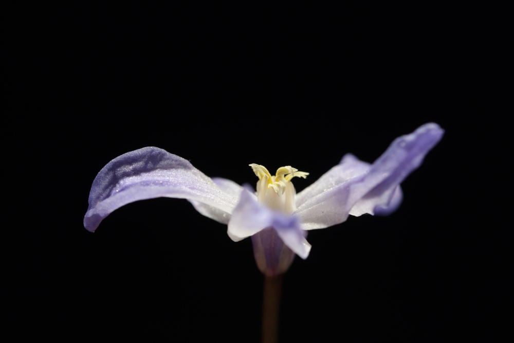 Schneestolz (Chionodoxa)