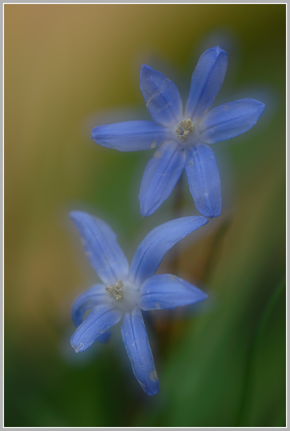 Schneestolz (Chionodoxa luciliae), Doppelbelichtung