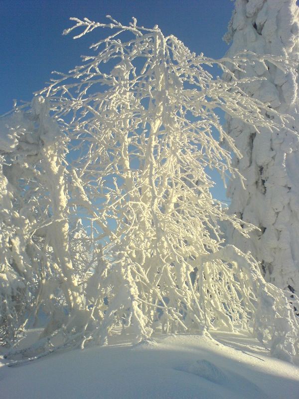 Schneestrauch am Schneeberg