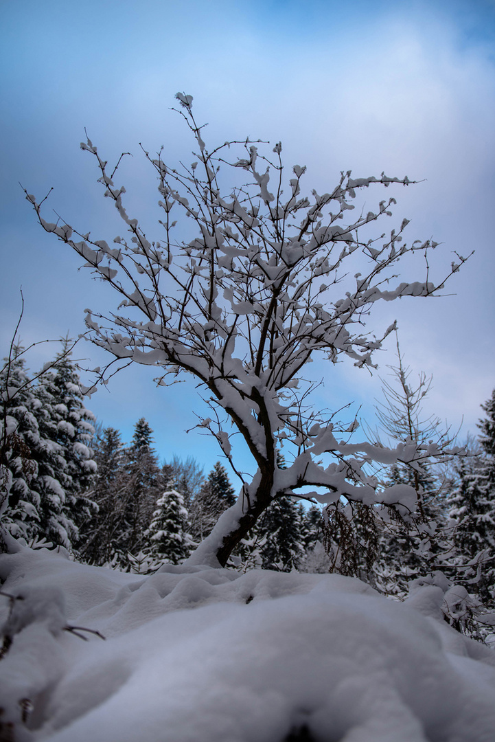 Schneestrauch