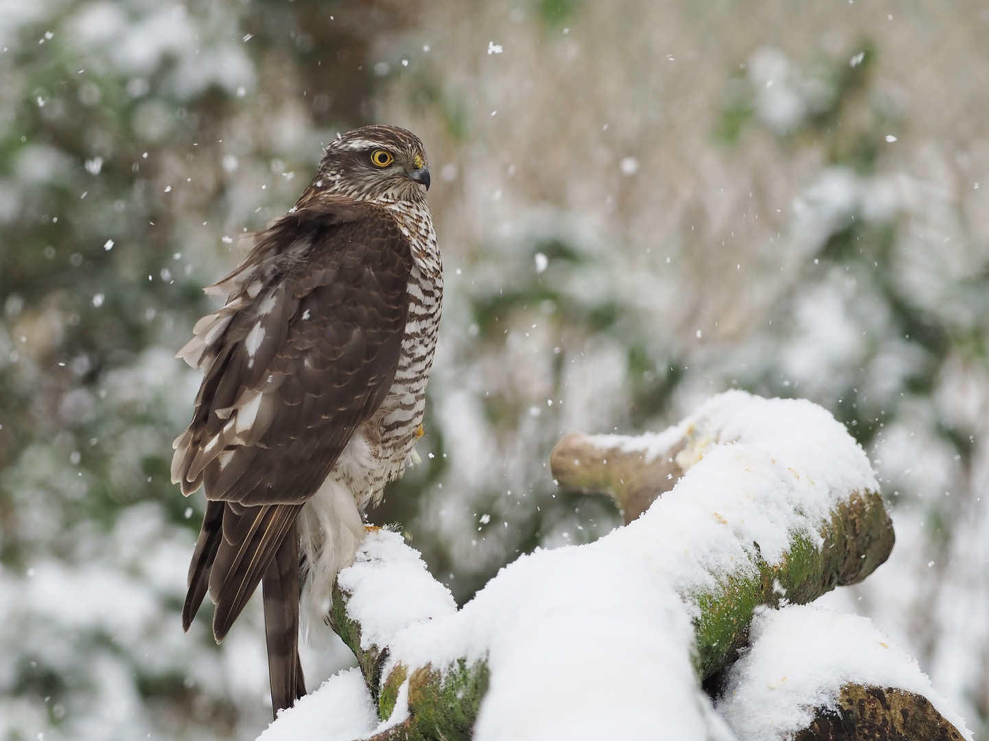 "Schnee.Sturm"