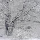 Schneesturm am Knüll