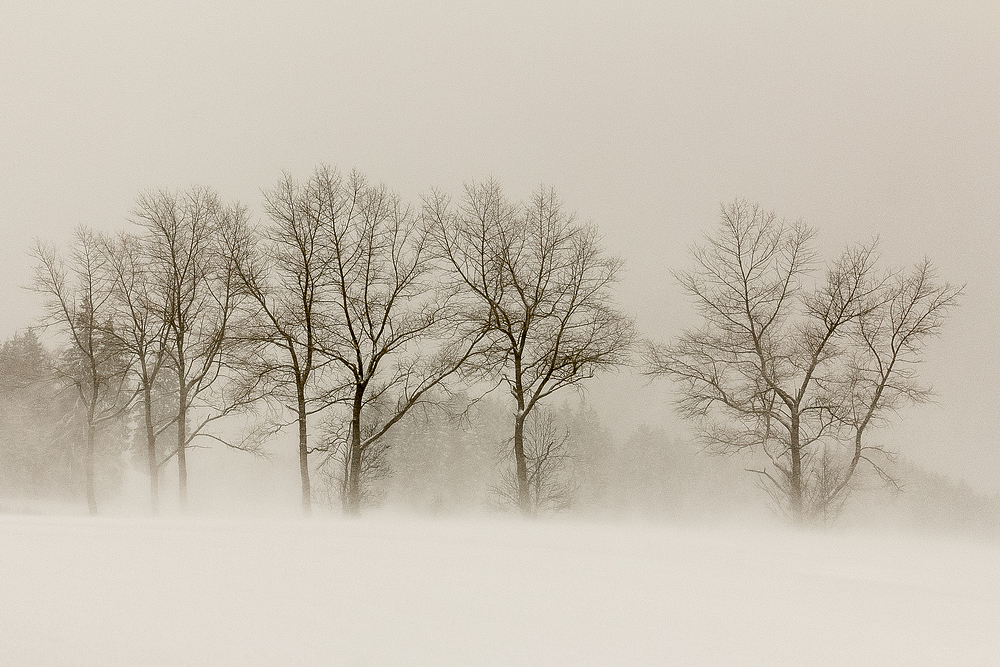 Schneesturm im Schwarzwald