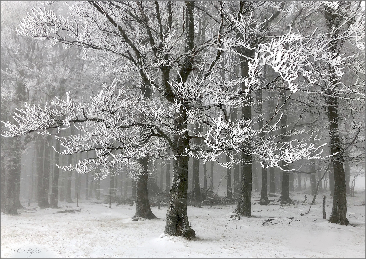 schneesturm im wald 