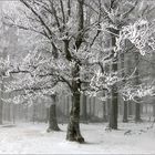 schneesturm im wald 