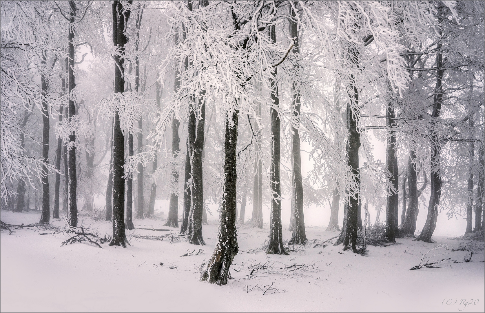 schneesturm im winterwald 