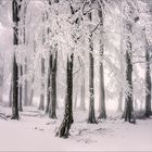 schneesturm im winterwald 