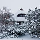 Schneesturm in der Heide von der Insel Hiddensee