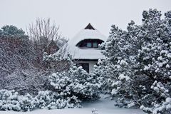 Schneesturm in der Heide von der Insel Hiddensee