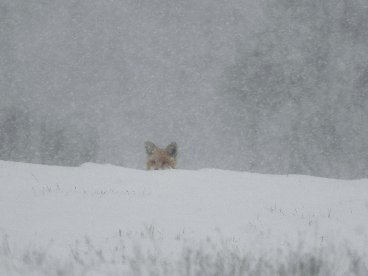 Schneesturm_02.03.2023_Fuchs_02