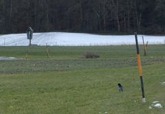 Schneesucher