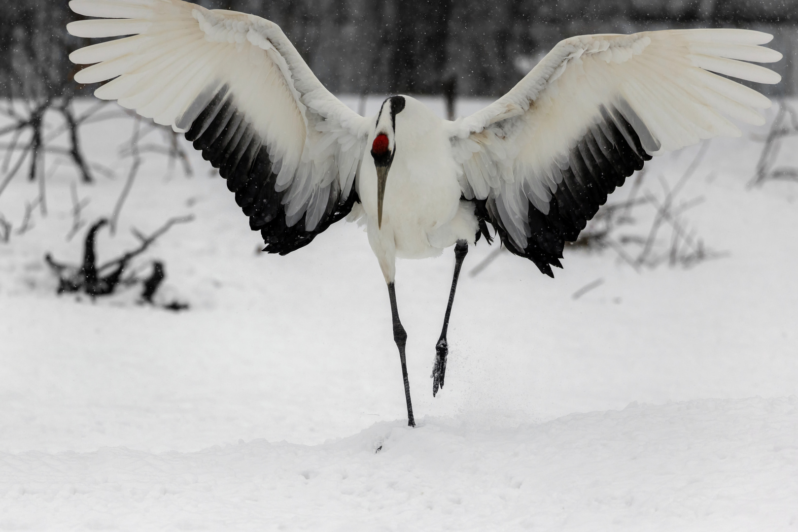 Schneetänzer