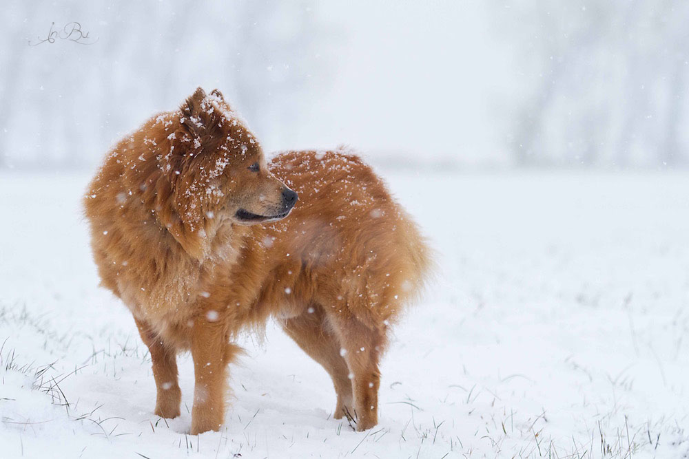 Schneetag