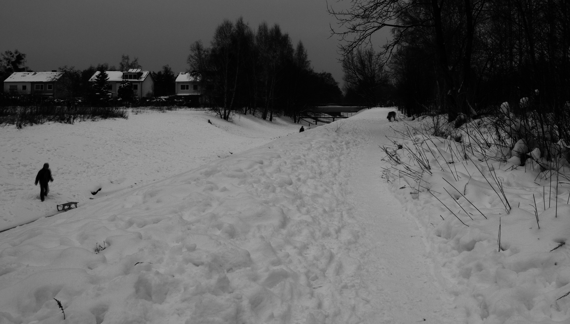 Schneetal mit vereinzeltem Leben