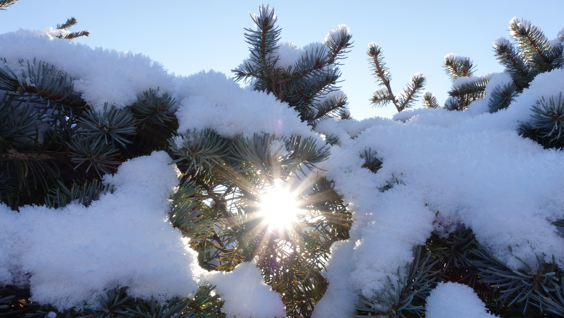 Schneetanne mit Sonnenstralen