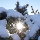 Schneetanne mit Sonnenstralen