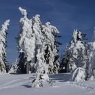 Schneetannen auf der Hornisgrinde