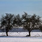 Schneetanz