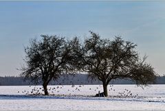 Schneetanz