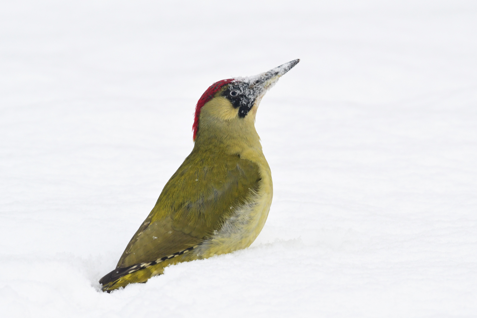 "Schneetaucher"