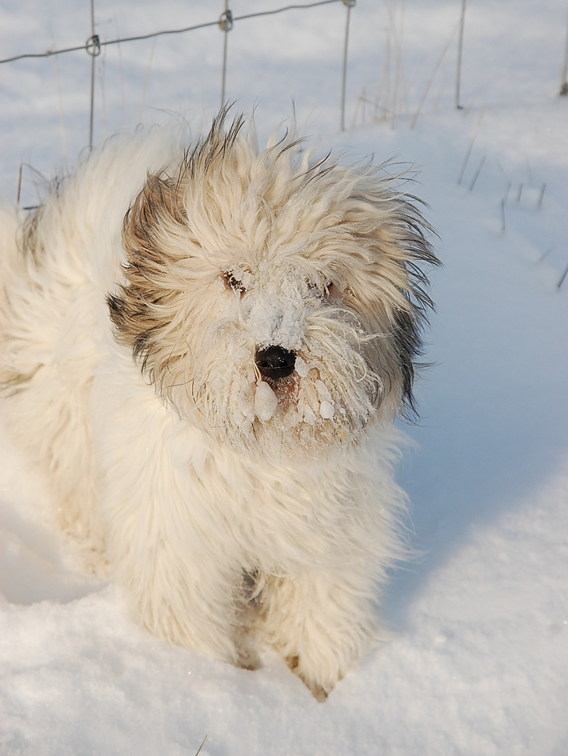 Schneeteddy