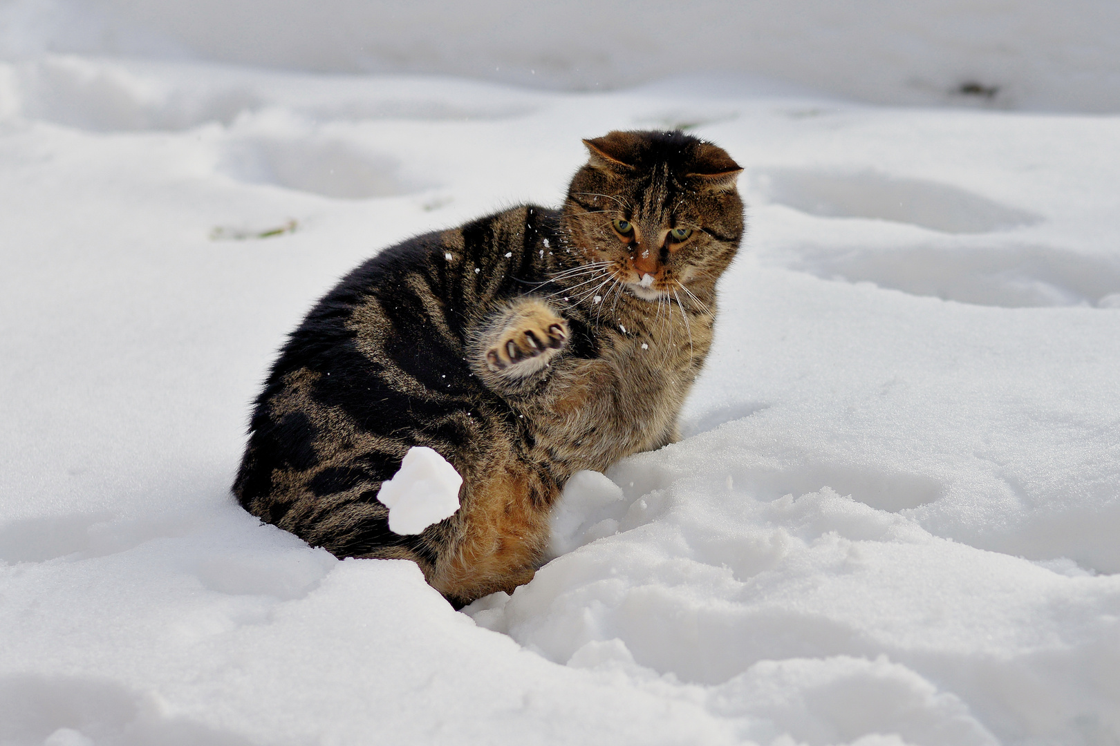 Schneetiger