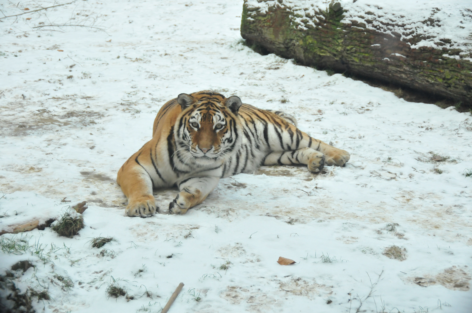 Schneetiger