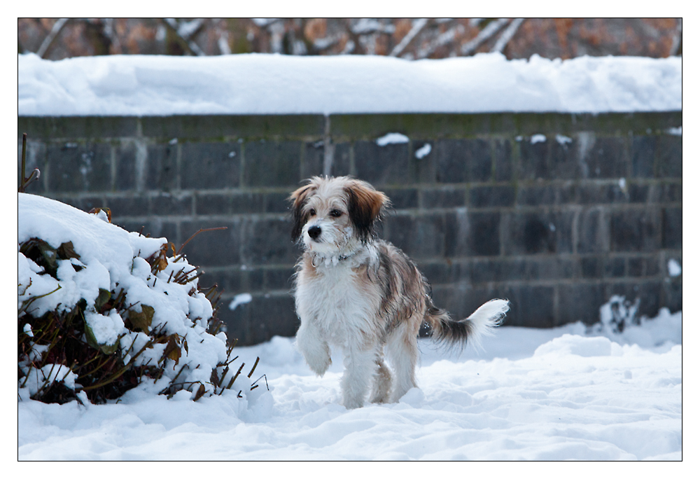 Schneetiger