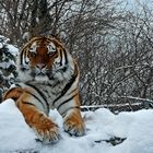 Schneetiger im Zoo Aschersleben