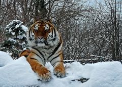 Schneetiger im Zoo Aschersleben